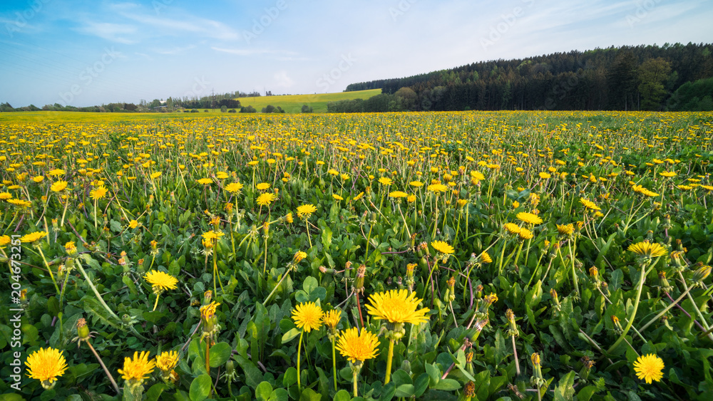 Blooming common dandelions in spring grassland. Taraxacum officinale. Beautiful yellow flowers of medicinal wild herbs in a rural landscape with forests and blue sky.