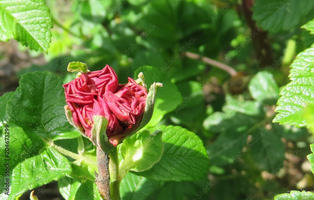 Rosen-Knospe Rosen-Knospe