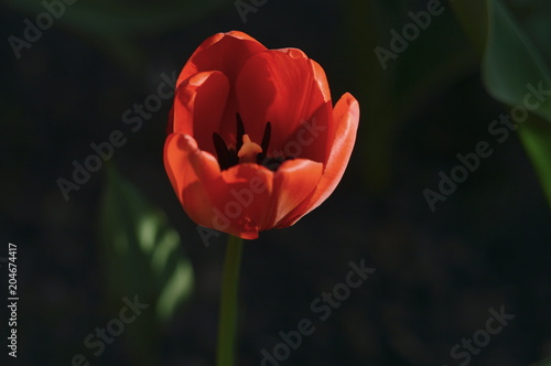  Flowering tulips in the spring