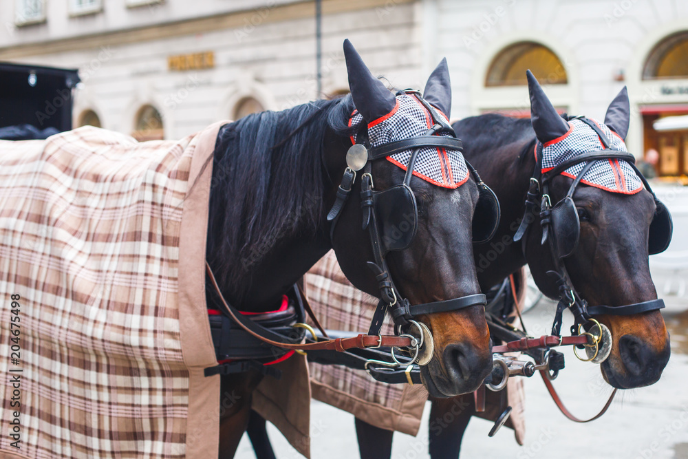 Obraz premium Horse-driven carriage wagon at the street in Vienna, Austria