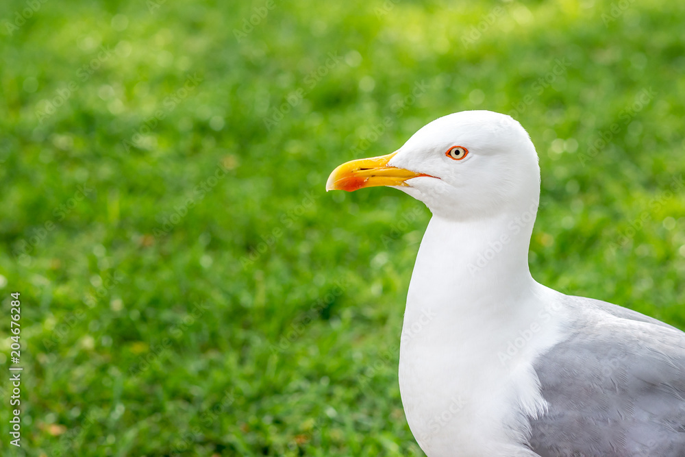 Closeup head portrait of a seagull bird with copy space for text. Closeup head portrait of a seagull bird with copy space for text.