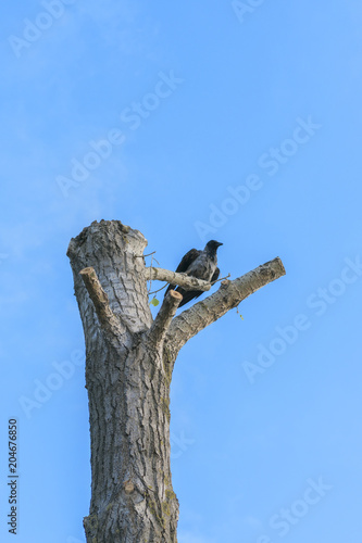 the raven sits on a fallen tree against the blue sky