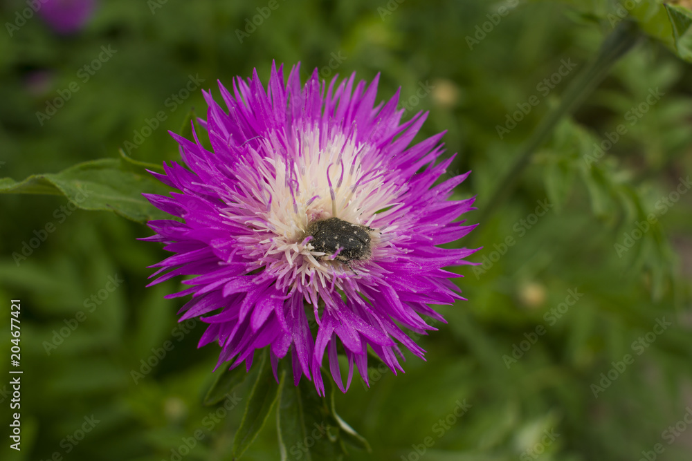 Beautiful lush flower with a beetle close-up. Insect on a flower. Wild flower with a sitting beetle Beautiful lush flower with a beetle close-up. Insect on a flower. Wild flower with a sitting beetle