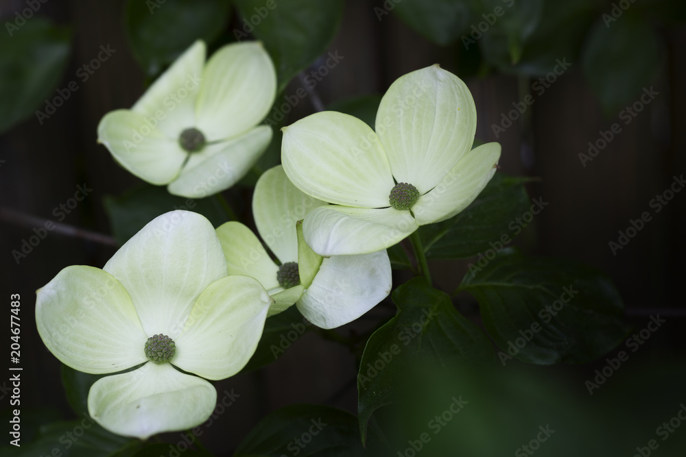 Obraz premium Blühender Blumen-Hartriegel (Cornus Kousa)