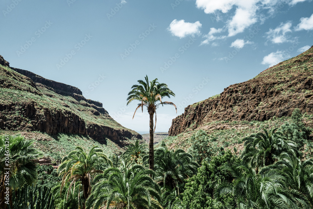 Fototapeta premium Palme