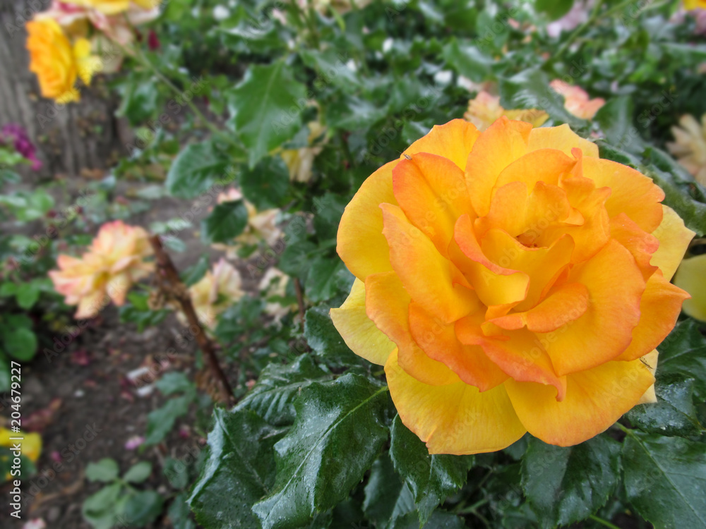 Large yellow-pink rose flower of a sort Large yellow-pink rose flower of a sort