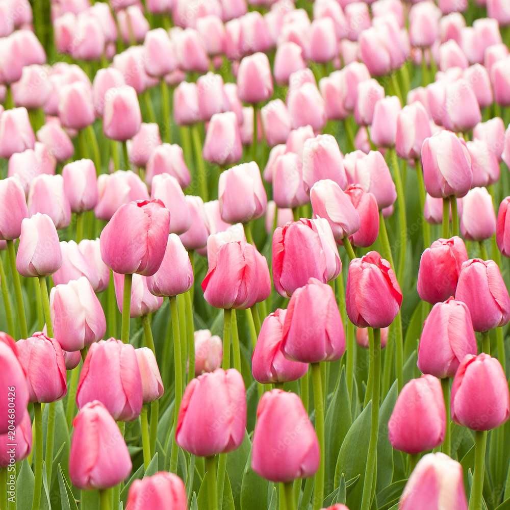 beautiful tender pink tulips in the spring field or on the lawn in the park beautiful tender pink tulips in the spring field or on the lawn in the park