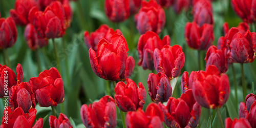 beautiful bright red tulips in the spring lawn in the park