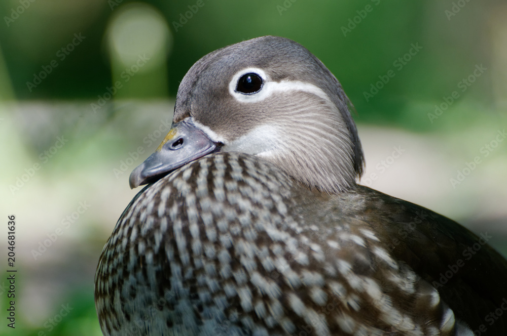 Mandarin duck Mandarin duck