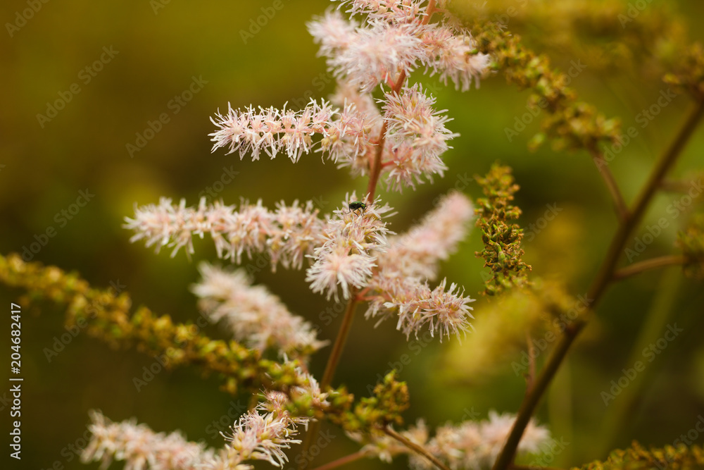 pink flower pink flower