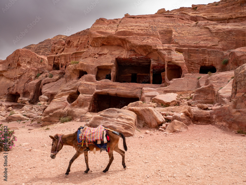 Donkey walks along the trail with caves in the background Donkey walks along the trail with caves in the background