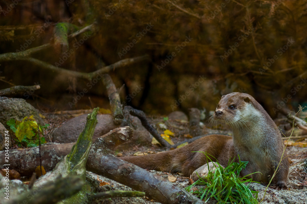Obraz premium Ordinary otter day