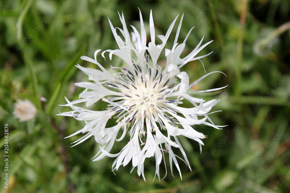 Perennial cornflower (Centaurea montana „alba“) Perennial cornflower (Centaurea montana „alba“)
