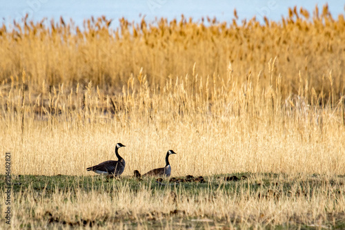 Canada geese in a tall, grassy field