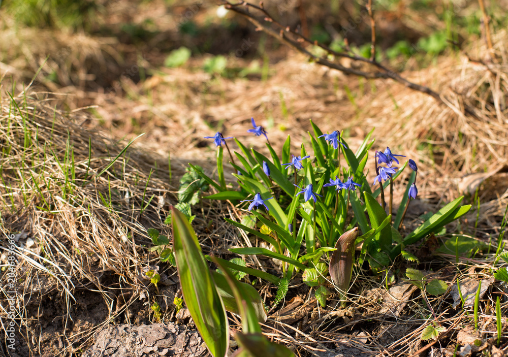 bluebells early spring in the garden bluebells early spring in the garden