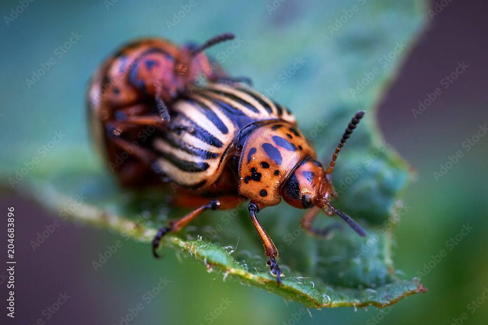 Fototapeta premium Colorado potato beetle (Leptinotarsa decemlineata)