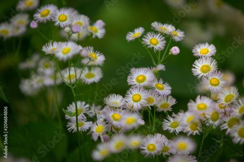 Field of Flowers 1