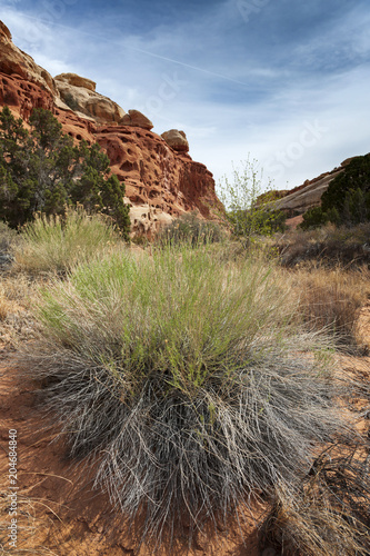 Cohab Canyon is a popular destination in Capitol Reef National Park. The trail reveals broken, potmarked strata and jumbled boulders, composed of rock colored variously brown, red, white and yellow. photo