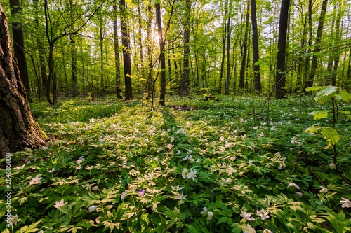 White wild flowers in spring forest