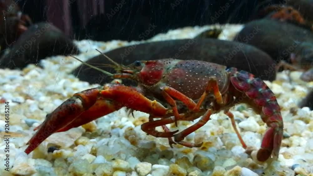 Os crustáceos são animais invertebrados e pertencem à classe dos artrópodes Os crustáceos são animais invertebrados e pertencem à classe dos artrópodes