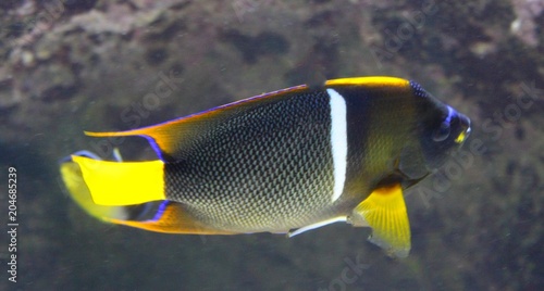 poisson noir avec nageoire jaune dans son aquarium
