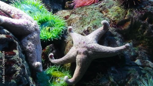 Existem cerca de 1.600 espécies de estrela-do-mar no fundo do mar em todos os oceanos do mundo photo