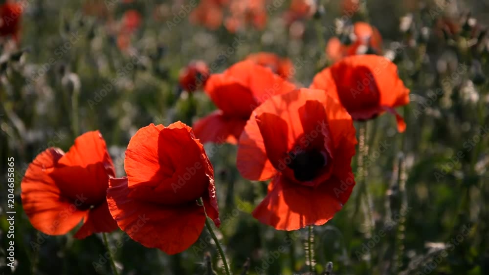 Beautiful Red poppies in field at sunset light Beautiful Red poppies in field at sunset light