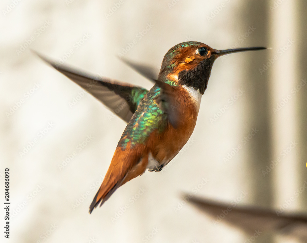 Fototapeta premium Allen's Hummingbird 1
