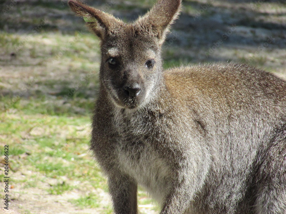 Kangaroo