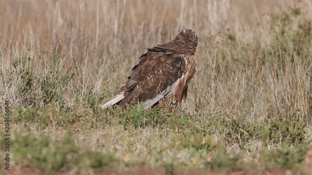 Western marsh harrier. Circus aeroginosus Western marsh harrier. Circus aeroginosus