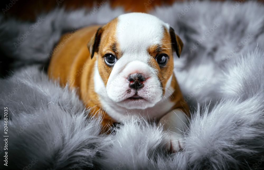 Cute english bulldog puppy,selective focus - obrazy, fototapety, plakaty 