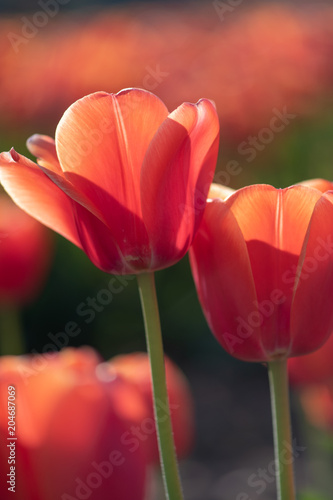 A pair of orange tulips backlit against a field of similar flowers.