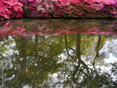 The Still Pool Isabella Plantation photo