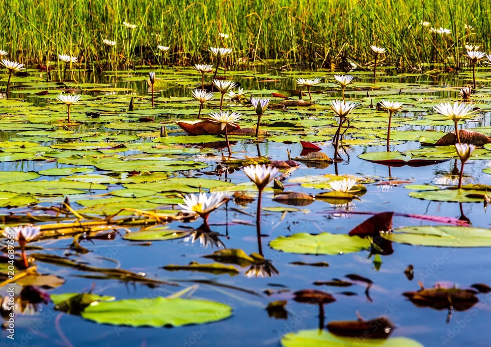 Landscape of the Okavango Delta in Botswana during summer period Landscape of the Okavango Delta in Botswana during summer period