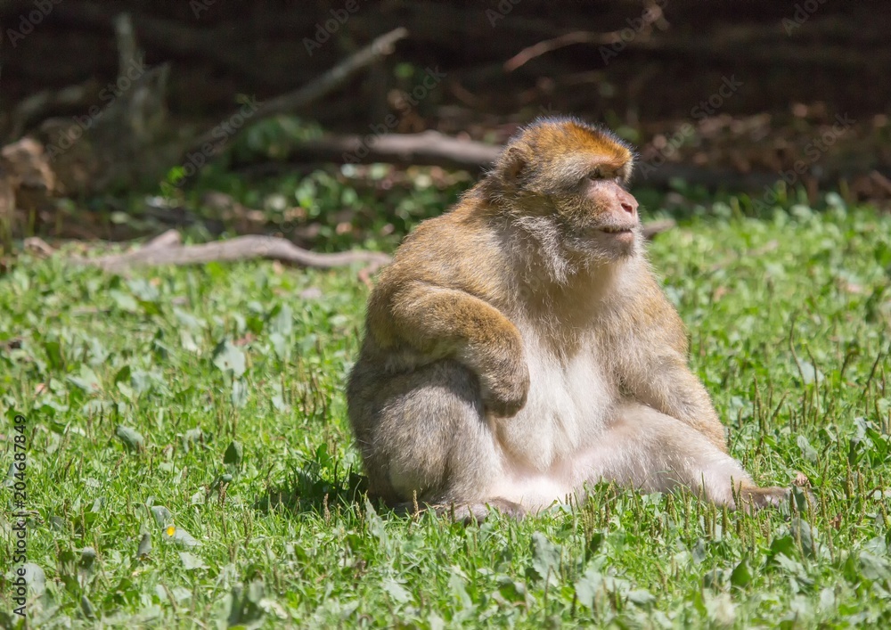 Fototapeta premium Picture of playing and eating barbary macaques on a meadow during summertime