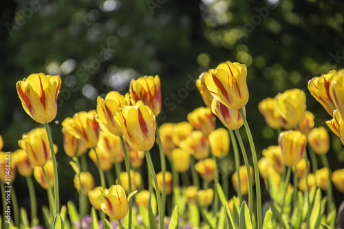Fototapeta Naklejka Na Ścianę i Meble -  Red and yellow tulips on flower bed.Springtime Uk.British spring flowers.Tulips in park,Uk.Natural light,beautiful flowers.