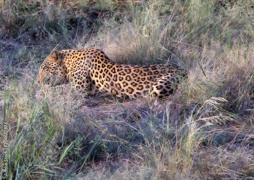 Leopard Male on a farm at Namibia during summer