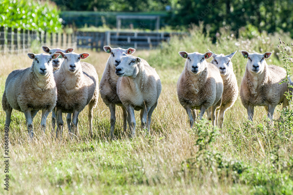 Fototapeta premium curious sheep