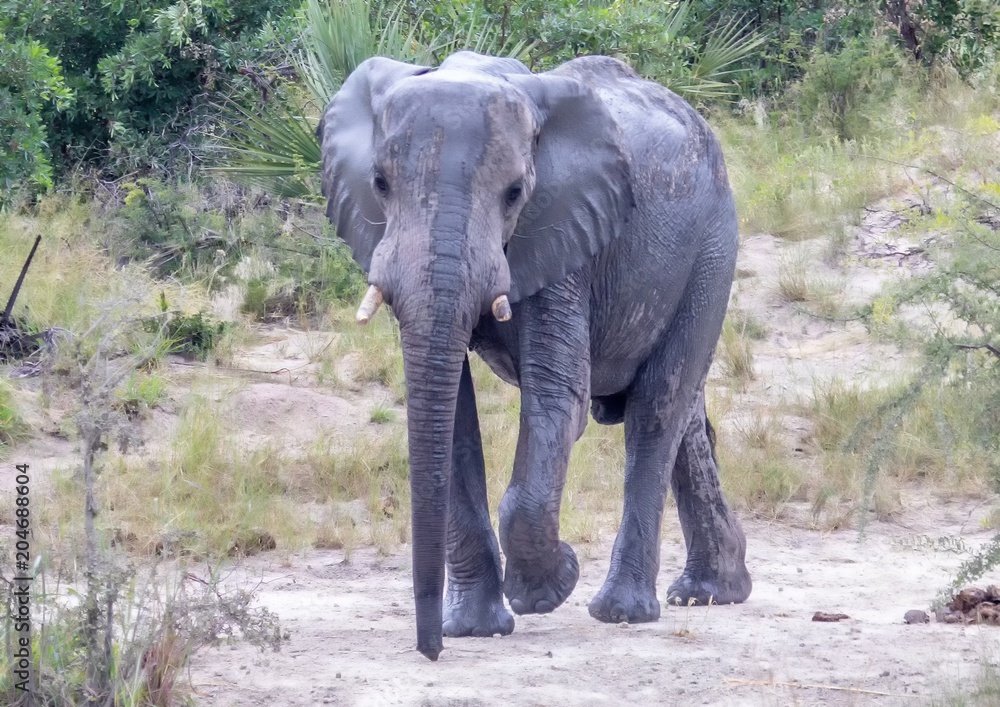 Fototapeta premium African Elephant in the Nxai Pan National Park in Botswana during summer time