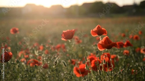 Beautiful Red poppies in field at sunset light