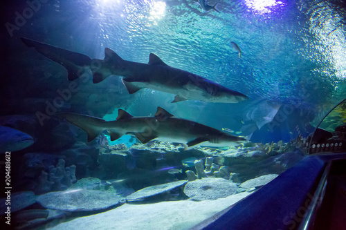 Canvas Print Shark in the oceanarium
