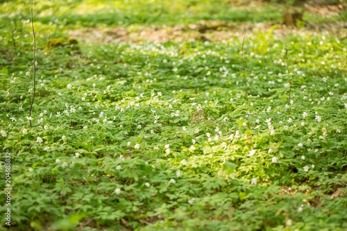 White anemone flowers blooming in spring forest