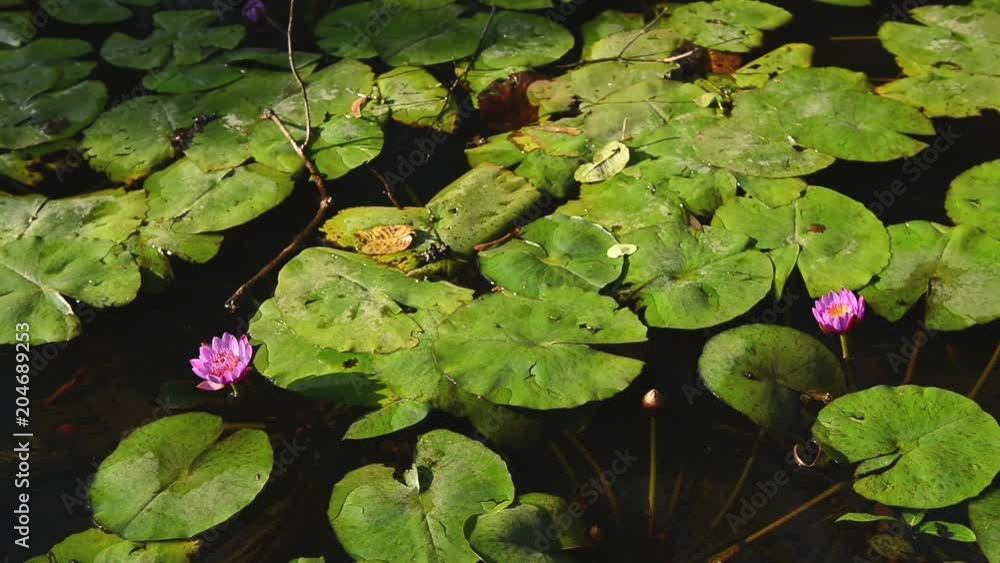Beautiful group of lotus with vivid pink in swamp Beautiful group of lotus with vivid pink in swamp