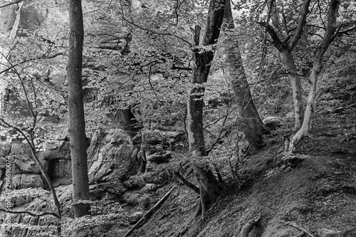 Sandsteinfelsen im Dahner Felsenland, Rheinland-Pfalz photo