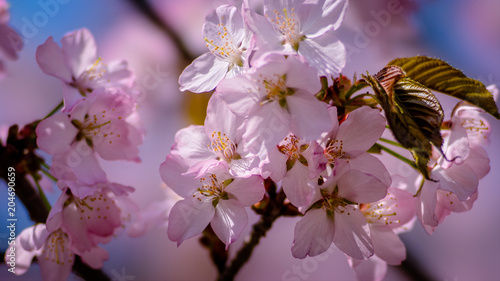 Beautiful impressive pink and white Japanese sakura cherry blossom flower. Joy and beauty of spring