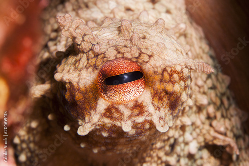 octopus eye