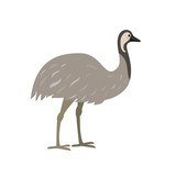 Australian bird emu on white background.