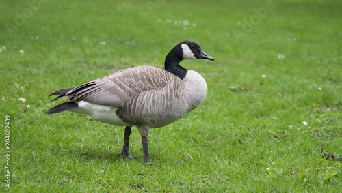 wild goose standing on green grass background
