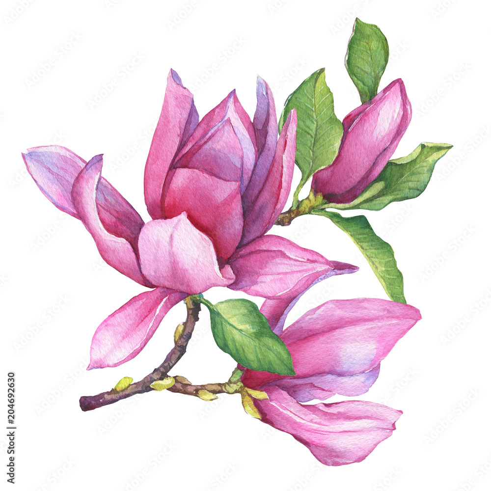 Naklejka premium Gałąź różowej magnolii liliiflora (zwanej także magnolią mulanową) z kwiatami i liśćmi. Botaniczna akwarela ręcznie rysowane ilustracja malarstwa, izolowana na białym tle.