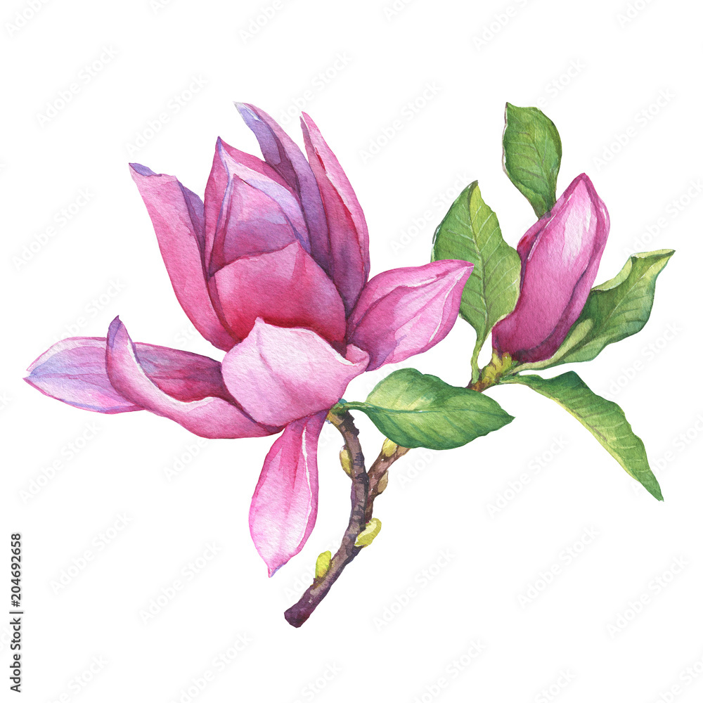 Obraz premium Branch of purple magnolia liliiflora with flowers and leaves. Botanical watercolor hand drawn painting illustration, isolated on white background.